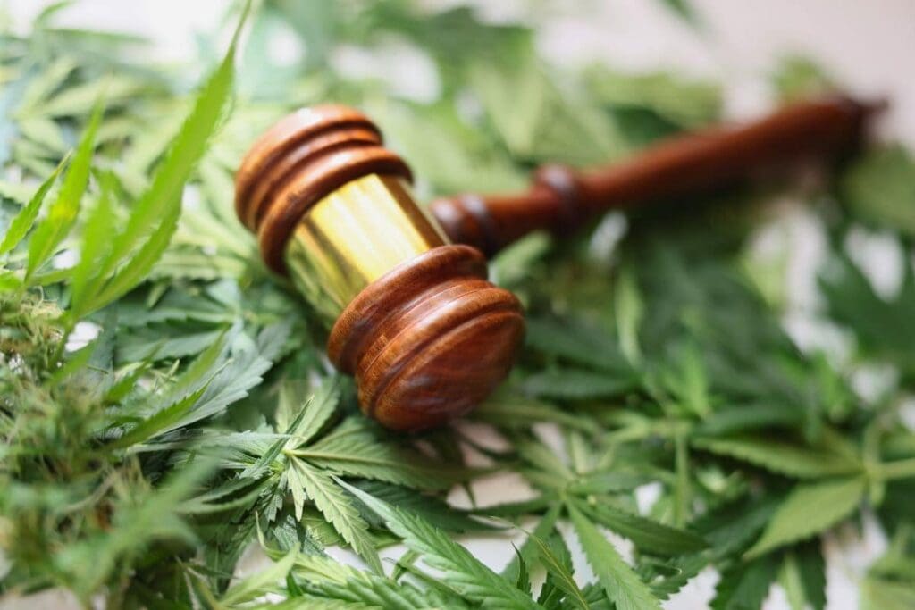 A gavel resting on top of marijuana leaves.