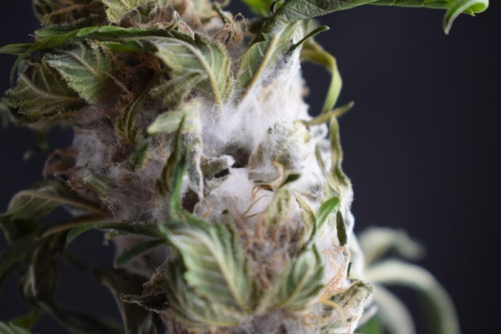 Mold on cannabis flower
