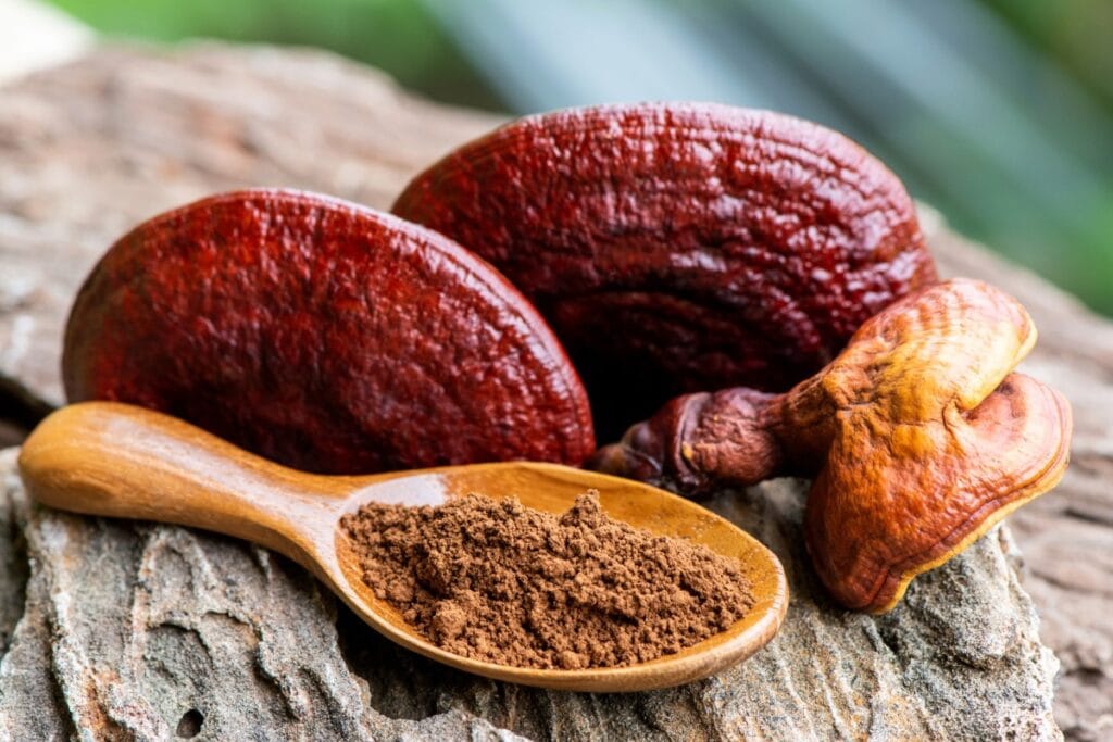 Reishi mushroom dietary supplement powder